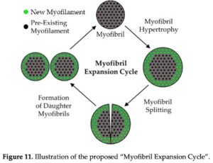 myofibril expansion cycle